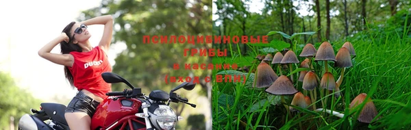 прущие грибы Абдулино